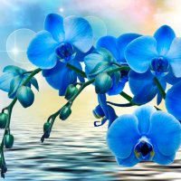 Отдушка для мыла "Голубая орхидея и кашемир"
